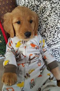 Dog Print Pyjamas