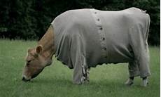 Cow Pyjamas