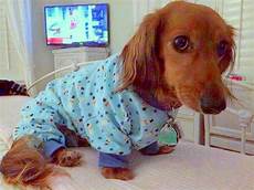 Dachshund Pyjamas