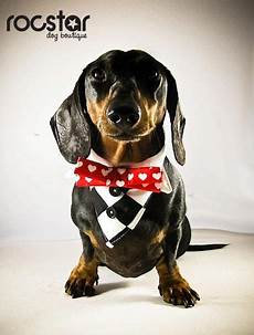 Dachshund Pyjamas