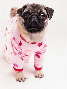 Pug Pjs