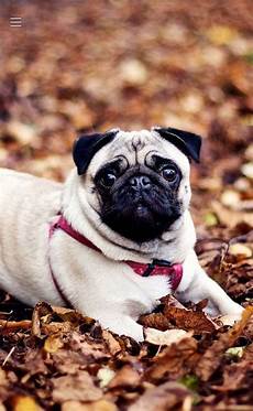 Pug Pjs