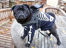 Pug Pyjamas